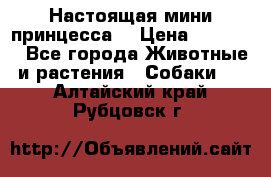 Настоящая мини принцесса  › Цена ­ 25 000 - Все города Животные и растения » Собаки   . Алтайский край,Рубцовск г.